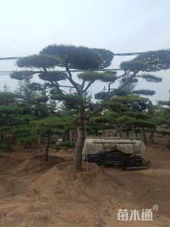 20公分造型赤松