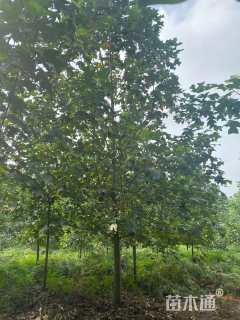 15公分杂交马褂木