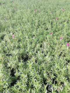 高度15厘米丛生福禄考