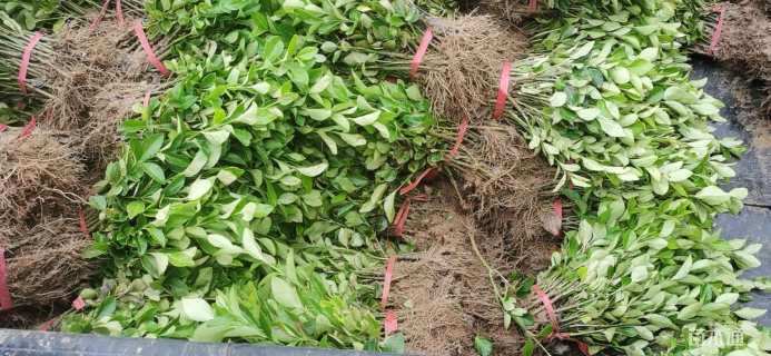 高度10厘米卫矛