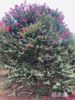 高度600厘米丛生红花紫薇