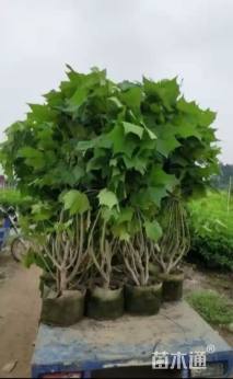 高度100厘米木芙蓉