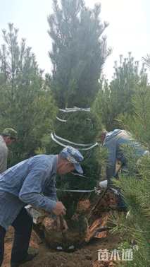 高度250厘米白皮松