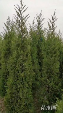 高度120厘米蜀桧柏