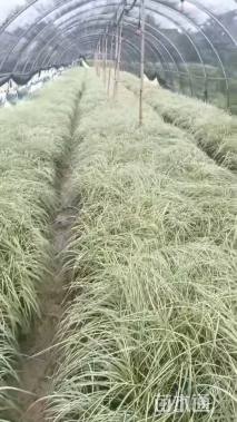 高度25厘米金叶苔草