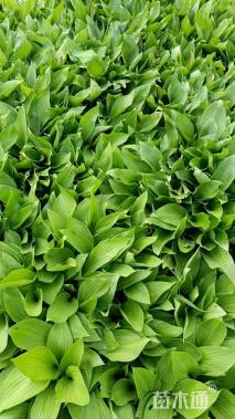 高度20厘米玉簪