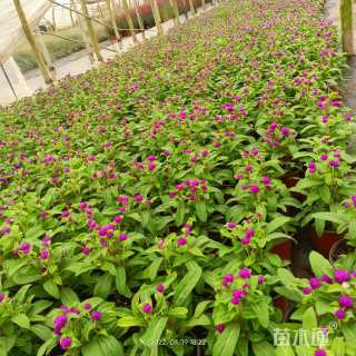 高度25厘米千日红