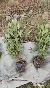 高度35厘米海桐