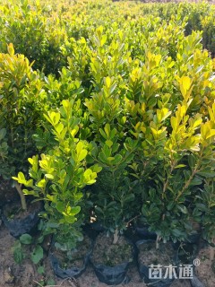 高度35厘米小叶黄杨