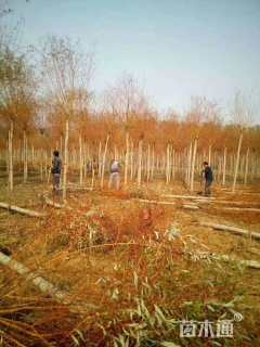 12公分红丝垂柳