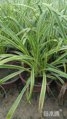 高度10厘米金边麦冬