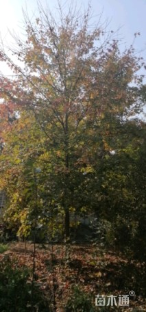 15公分美国红枫-秋火焰