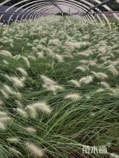 高度30厘米小兔子狼尾草