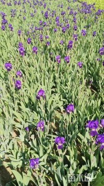 高度30厘米紫鸢尾