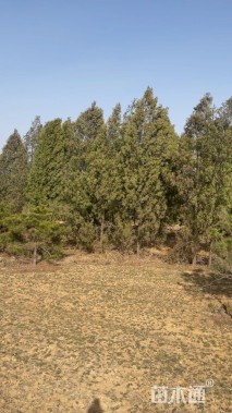 高度300厘米侧柏