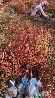 高度100厘米南天竹
