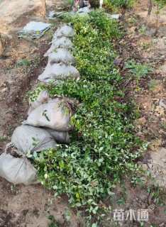 50厘米小叶扶芳藤