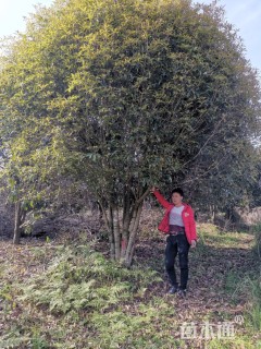 高度5.5厘米丛生桂花