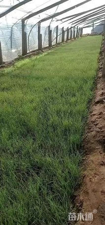 高度30厘米雨久花