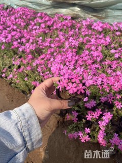 高度15厘米福禄考