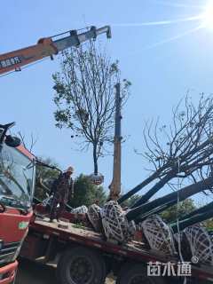 17公分丛生香樟