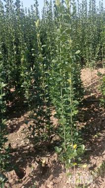 高度50厘米北海道黄杨