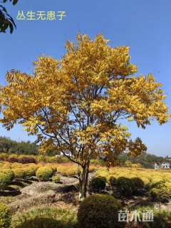 40公分丛生无患子