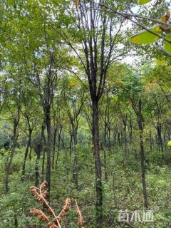 10公分暴马丁香