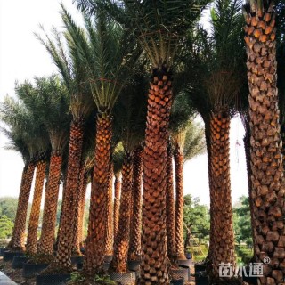 裸干高120厘米中东海枣