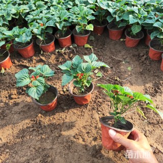 高度35厘米一串红