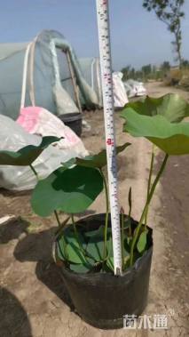 高度50厘米荷花