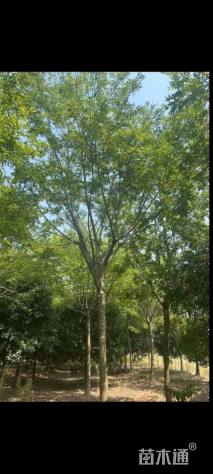 19公分朴树