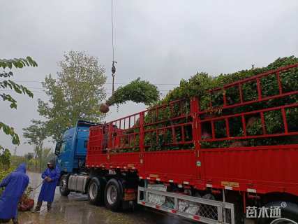 高度250厘米丛生木槿