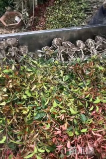 高度80厘米红叶石楠绿篱
