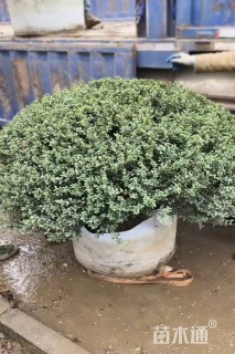 高度70厘米龟甲冬青