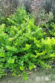 高度40厘米金森女贞