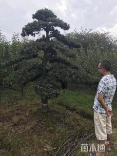 移栽苗造型罗汉松