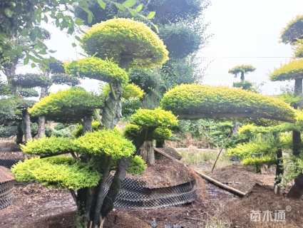 30公分造型亮晶女贞