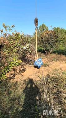 高度400厘米丛生黄栌