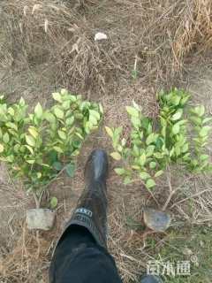 高度50厘米金森女贞