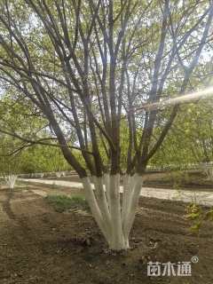 高度500厘米丛生元宝枫