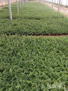 高度20厘米萼距花