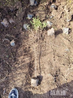 高度80厘米小叶女贞