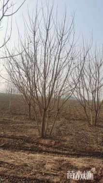 高度500厘米丛生五角枫