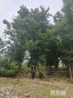 高度900厘米丛生三角枫