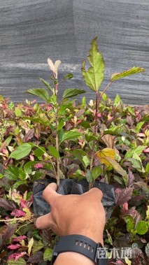 高度15厘米扶桑