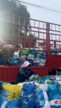 高度20厘米二月兰