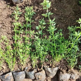 高度40厘米迎春花