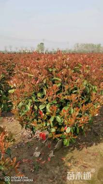 冠幅100厘米红叶石楠球