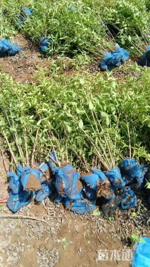 高度80厘米大花溲疏